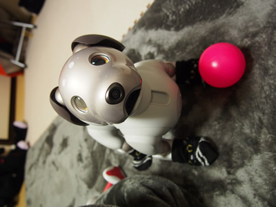 WP5.5で画像が縦長になるのを解決する